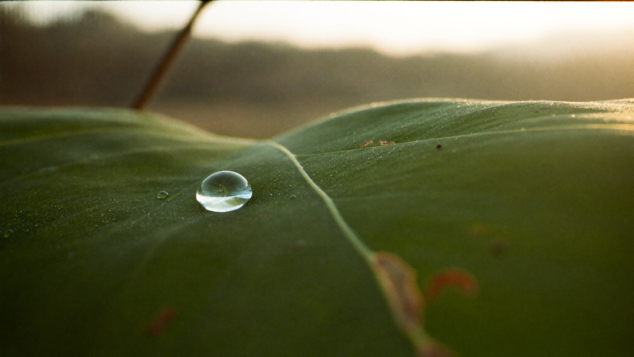 Water Droplet on a Leaf