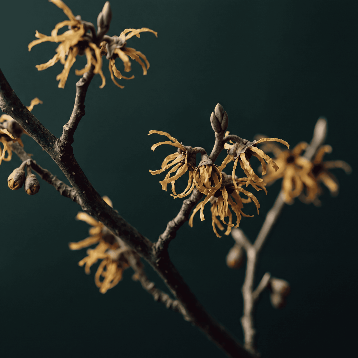 Witch hazel floral water